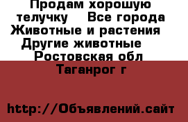 Продам хорошую телучку. - Все города Животные и растения » Другие животные   . Ростовская обл.,Таганрог г.